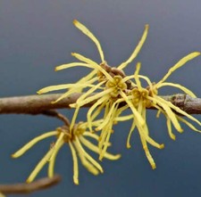 Hamamelis virginiana -