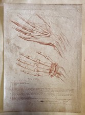 Gravure anatomie ancienne main