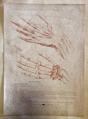 Gravure anatomie ancienne - , main