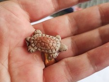 Antique Turtle Bean 1st Era MINT CONDITION * 196