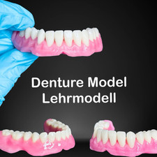 Schaumodell, Lehrmodel Prothèses Modèle Technique Dentaire Modèle, Za ̈ Hne