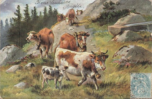 Illustree signee vaches - cp,