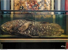 Animals - Fish - Fishermen's Castle of La Bussière - The Coelacanth - CPM