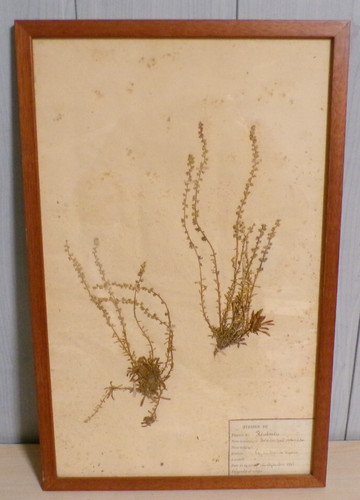 Ancienne planche herbier - ancienne,