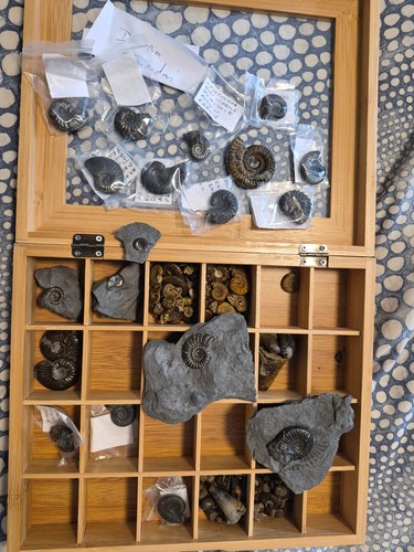 Fossiles ammonite domérien - fossiles, du