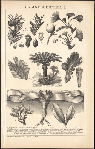 1897 gravure originale - 1897,