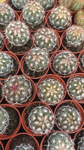 Cactus turbinicactus viereckii - turbinicactus,