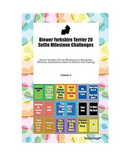 Biewer yorkshire terrier - biewer,