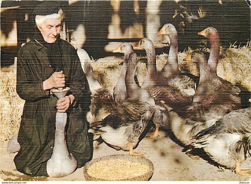 Carte postale animaux - carte,
