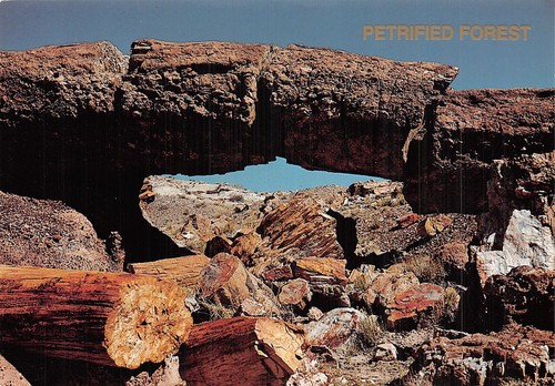 Etats unis petrified - petrified, forest
