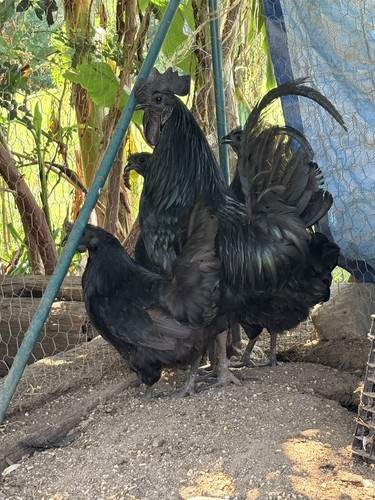 Ayam cemani hatching - 4, eggs