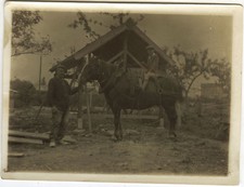 ANTIQUE PHOTO - VINTAGE SNAPSHOT - ANIMAL HORSE TRAIT PEASANT AGRICULTURE-HORSE