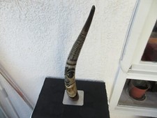 Magnifique corne de vache de