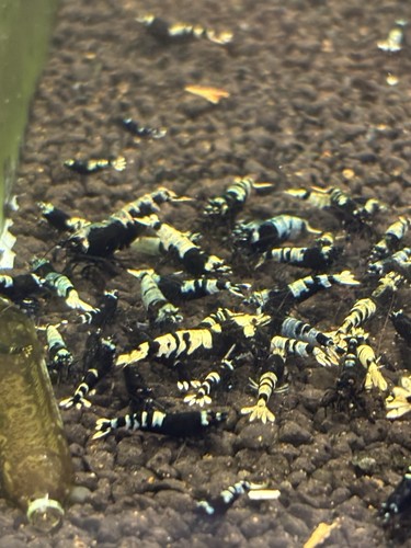 Crevettes taitibeeblack blue - crevettes,