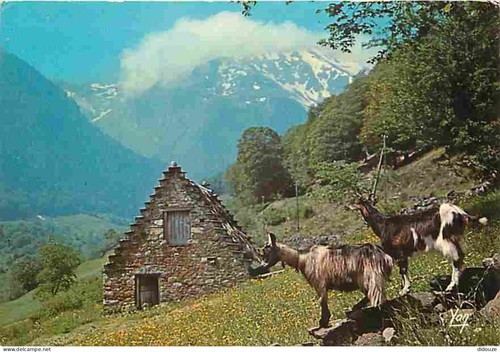 Carte postale animaux - -,