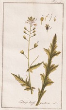 Capsella Bursa-Pastoris