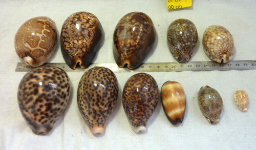 Lot coquillages cypraea - lot,