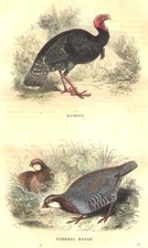POULTRY. Order Fowl. Turkey; Perdrix Rouge 1873 old antique print picture