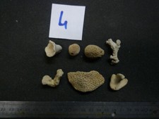 CORALS - CORAL B - LOT N°04 X 7 - FOSSIL OF THE BARTONIAN OF THE PARISIAN BASIN