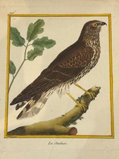 OISEAUX RAPACE  "La Soubuse"