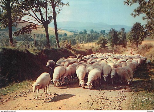 Carte postale animaux - animaux,
