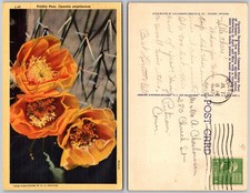 Prickly Pear Opuntia Engelmannii Cactus Flowers Postcard