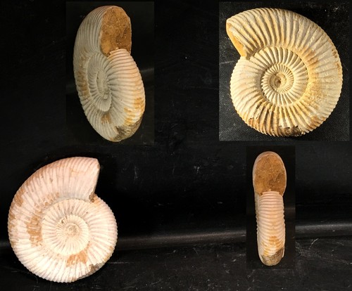 Kranaosphinctes mahabobokenbis - kranaosphinctes,