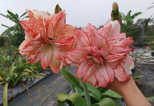 Pretty imported double - pretty,