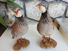 taxidermie couple Perdrix
