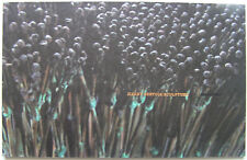 HARRY BERTOIA  - Grand Carton