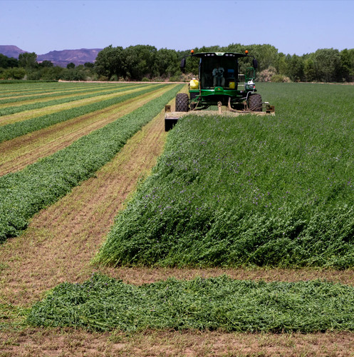 Alfalfa seeds for hay - alfalfa,