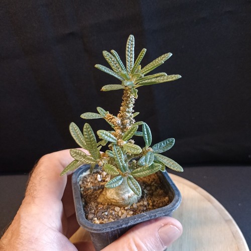 Dorstenia gigas bullata - dorstenia,