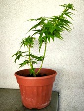 Erable du Japon - Acer