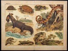 1890ca - Crocodile, Tortue terrestre, Caméléon - Chromo lithographie & Zoologie