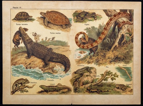 1890ca crocodile tortue - -,