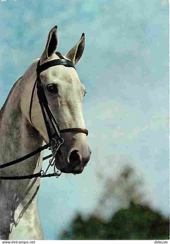 Postcard animals horses - -,