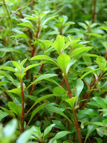 Rare ludwigia verte tiges - verte,