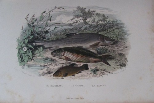 Lacépède hist naturelle - lacÉpÈde, hist.