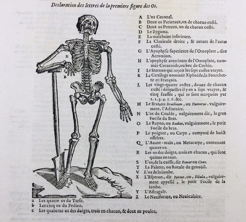 Anatomie 1614 squelette - 1614,
