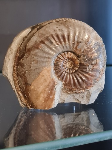 Ammonite amaltheus - ammonite:,