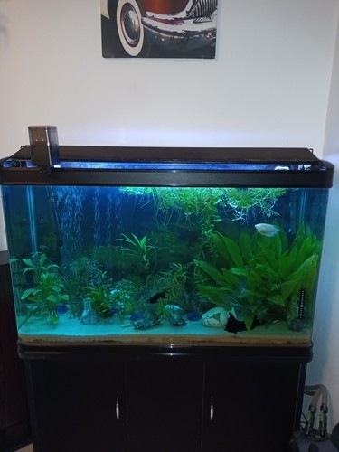 Aquarium avec meuble - meuble, 340
