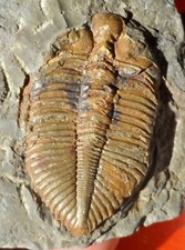 TRILOBITE SILURIEN DE CHINE 