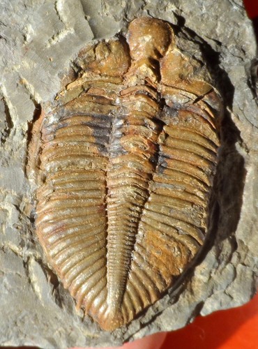 Trilobite silurien chine - silurien, de