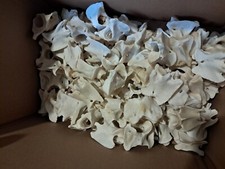 Vertèbres de chevreuil