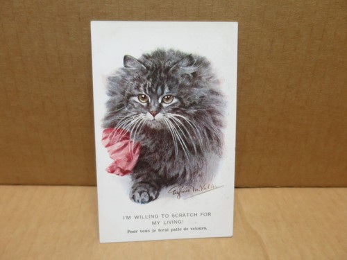 Fantaisie chats carte - fantaisie,