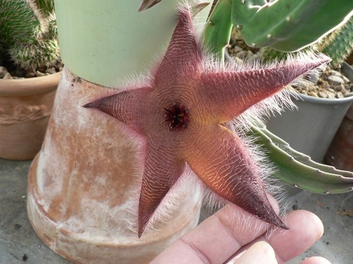 Plant cactus stapelia - de,