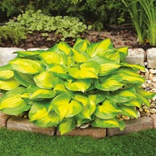 Hosta Tubercule Plante vivace