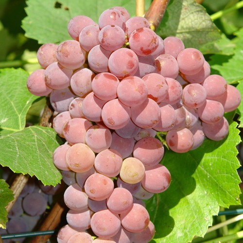 Plant raisin einset - plant,