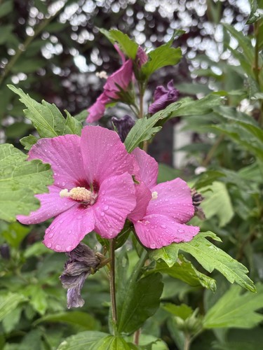Boutures hibiscus vivace - boutures,