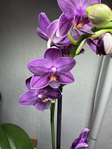 Orchidée phalaenopsis vanila - ,